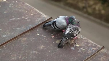 İki güvercin evin çatısında birlikte. Çatıdaki iki güvercin tüy temizliyor ve birbirleriyle iletişim kuruyorlar. Güvercinler demir çatının kenarında otururlar.