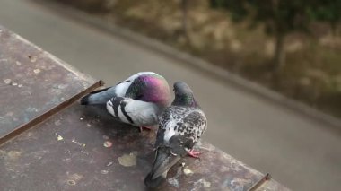 Çatıdaki iki güvercin tüy temizliyor ve birbirleriyle iletişim kuruyorlar. İki güvercin evin çatısında birlikte. Güvercinler demir çatının kenarında otururlar.