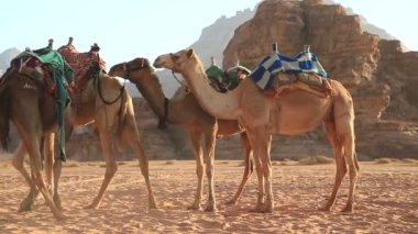Deve çölde Wadi Rum, Ürdün Haşimi Krallığı. Wadi Rum, olarak da bilinen Valley ayın en büyük wadi Jordan, kum, kum taşı ve Granit kayalar veya dağlar içeren vadide mi
