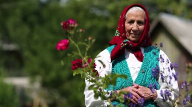 Yaşlı kadın evinin yakınındaki çiçeklerin içinde duruyor ve kameraya bakıyor. Ukraynalı kırmızı başörtülü yaşlı kadın ahşap kulübenin yanında duruyor ve kameraya bakıyor. Kadın kameraya bakar ve gülümser.