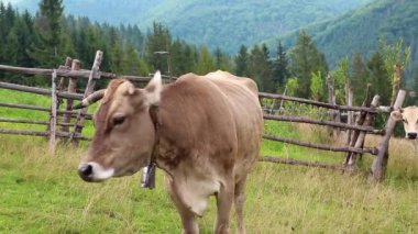 Çayır üzerinde inek sağım