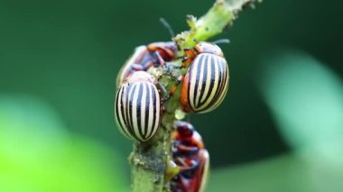 Colorado patates böcekleri, bitki haşere, haşere haşarat. Patates bitkisi üzerinde Colorado böcekleri