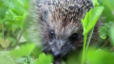 Aynı zamanda Avrupa kirpi veya ortak kirpi bilinen yeşil çimen, bilimsel adı - kirpi europaeus, kirpi