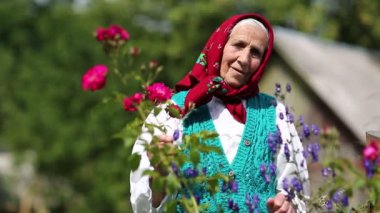 Yaşlı kadın evinin yakınındaki çiçeklerin içinde duruyor ve kameraya bakıyor. Ukraynalı kırmızı başörtülü yaşlı kadın ahşap kulübenin yanında duruyor ve kameraya bakıyor. Kadın kameraya bakar ve gülümser.