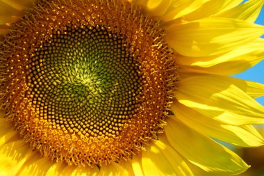 Beautiful yellow sunflower, close-up shot clipart