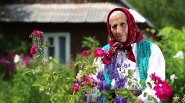 Yaşlı kadın evinin yakınındaki çiçeklerin içinde duruyor ve kameraya bakıyor. Ukraynalı kırmızı başörtülü yaşlı kadın ahşap kulübenin yanında duruyor ve kameraya bakıyor. Kadın kameraya bakar ve gülümser.