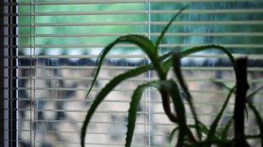 Aloe çiçeği pencere kenarında duruyor, varifocal video