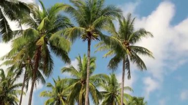Koh Chang Adası Tayland Hindistan cevizi avuç içi