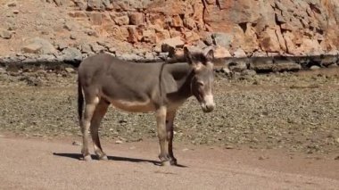 Umman Sultanı, Musandam, Umman Körfezi, Eski Haffa Köyü. Sahilde eşek. Umman - Arap Yarımadası 'nın güneydoğu kıyısındaki Arap ülkesi. Musandam - Umman Valiliği