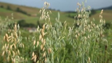 Graminifolious bitkisi ve güzel yeşil tepeler