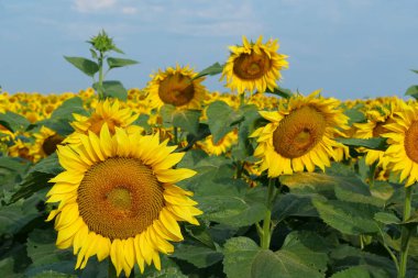 Çalışan arılarla dolu güzel ayçiçeği tarlaları. Arılar çok çalışırlar, çiçeklerden polen ve nektar toplarlar.