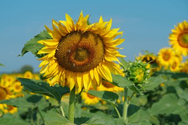 Arılar çok kullanışlı böceklerdir, ayçiçeklerinden çiçek açan polenleri toplarlar, nektar ve bal ürünleri. İşçi arılar güzel ayçiçeklerinde