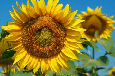İşçi arılar tarlada güzel ayçiçekleri üzerinde. Arılar çok kullanışlı böceklerdir, ayçiçeklerinden, ürünlerinden, nektarlarından ve balından çiçek açan polenleri toplarlar.