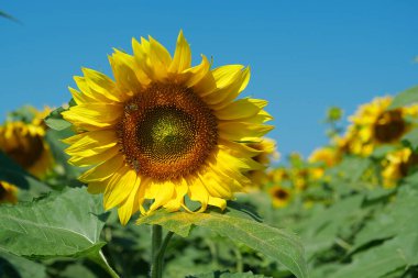 Çalışan arılarla dolu güzel ayçiçeği tarlası. Arılar çiçeklerden polen ve nektar toplamak için çok çalışırlar.