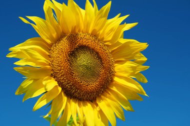 Gökyüzü arka planında güzel sarı ayçiçeği, yakın plan