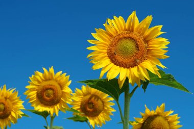 Beautiful sunflowers on field. Bees picks blossom pollen from sunflowers, products nectar and honey clipart