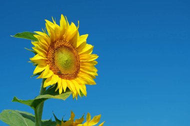 Mavi arka planda güzel bir ayçiçeği. Arı ayçiçeğinin üzerinde oturur, polen ve nektar toplar.