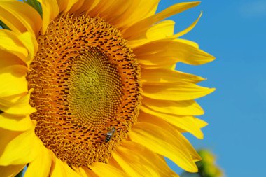 Güzel ayçiçeği, yakın plan. Arı ayçiçeğinin üzerinde oturur, polen ve nektar toplar.