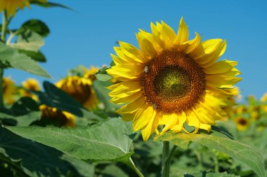 İşçi arılar güzel ayçiçekleri üzerinde