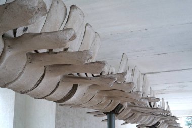 Büyük mavi balinanın büyük gri iskeleti. Balina omurgası. Gerçek balina kemikleri. Balaenoptera kasları