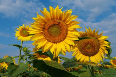 Ayçiçeği tarlasında küçük çalışan arılar ayçiçeğinin üzerinde oturur, polen ve nektar toplar.