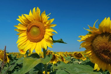 İşçi arı güzel ayçiçeğinin üzerinde. Arılar polen ve çiçek nektarı çıkarırlar.
