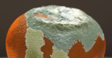 Çürük mandalina küfle kaplıydı. Olgunlaşmış ve çürümüş mandalina. Küf ve mantarla kaplı. Meyveyi bozma süreci. Çürüyen narenciye meyvesi.