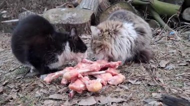 İki kedi donmuş tavuk kemikleri yiyor.