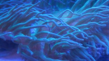 Deniz şakayıkları - bir grup yırtıcı deniz omurgasızı Actiniaria takımını oluşturur. Deniz şakayıkları Fillum Cnidaria, sınıf Anthozoa, alt sınıf Hexacorallia 'da sınıflandırılmıştır.