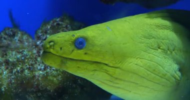 Yeşil yılanbalığı yakın plan. Moray yılan balığı ağzını açar ve kapatır. Yeşil moray, Gymnothorax funebris, Muraenidae familyasının Müren balığı.