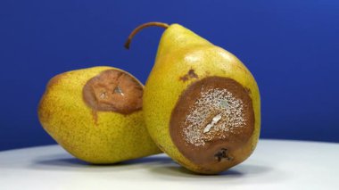 İki armut çürümeye başlıyor. Küfle kaplı çürük armutlar. Meyveyi bozma süreci