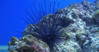 Su altı taşının üzerinde uzun siyah iğneler olan Urchin. Su altı videosu