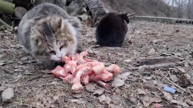Kedi donmuş tavuk kemikleri yiyor. İkinci siyah kedi yakınlarda oturuyor.