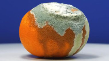 Mandalina küfle kaplı. Olgunlaşmamış ve çürümüş mandalina. Çürük narenciye meyvesi.