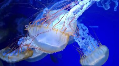 Medusas su altında yüzer. Güzel denizanaları su altında yüzer.