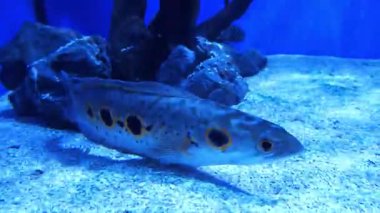 Akvaryumun dibinde balık var.