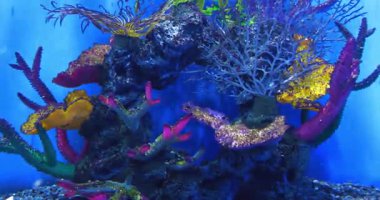 Küçük bir akvaryumda yapay mercanlar.