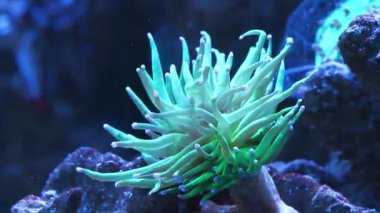 Büyük akvaryumdaki yeşil su altı tesisi.