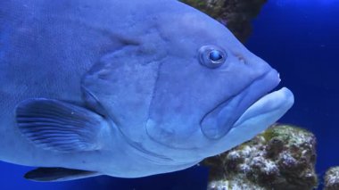 Su altı videosu. Büyük balık yavaşça yüzer. Akvaryum camından bak. Yavaş Hareket videosu