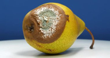 Olgun ve çürük armut, küfle kaplı. Çürük armut mavi arkaplanda döner, yakın çekim