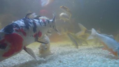 Koi, süslü sazanlar suda yüzer. Su altı videosu. Renkli sazan balıkları ve Koi balıkları akvaryumun dibinde beyaz taşlarla yüzerler. Sinema 4K bir dakikalık video