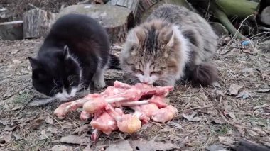 Siyah ve gri kediler donmuş tavuk kemikleri yer.