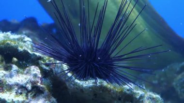Su altı videosu, uzun siyah iğneli deniz kestanesi.