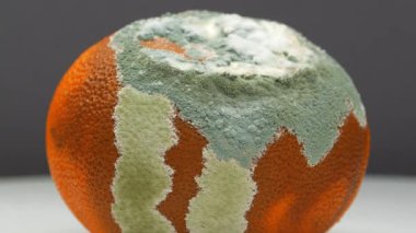 Çürük mandalina. Mandalina küfle kaplı. Çürük narenciye.