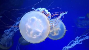 Sinularia dura - Alcyoniidae familyasından Alcyonacea cinsine ait mercan polipleri.