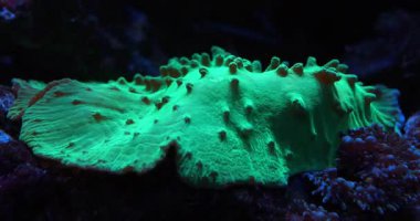 Sinularia dura - Alcyoniidae familyasından Alcyonacea cinsine ait mercan polipleri.