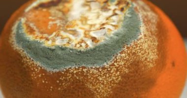 Sinularia dura - Alcyoniidae familyasından Alcyonacea cinsine ait mercan polipleri.