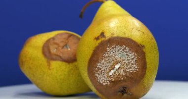 Sinularia dura - Alcyoniidae familyasından Alcyonacea cinsine ait mercan polipleri.