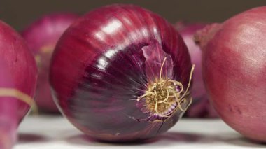 Sinularia dura - Alcyoniidae familyasından Alcyonacea cinsine ait mercan polipleri.