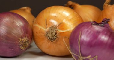 Sinularia dura - Alcyoniidae familyasından Alcyonacea cinsine ait mercan polipleri.